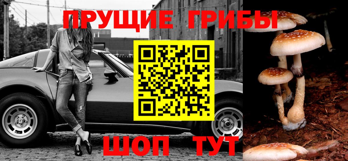 Псилоцибиновые грибы Psilocybe Братск